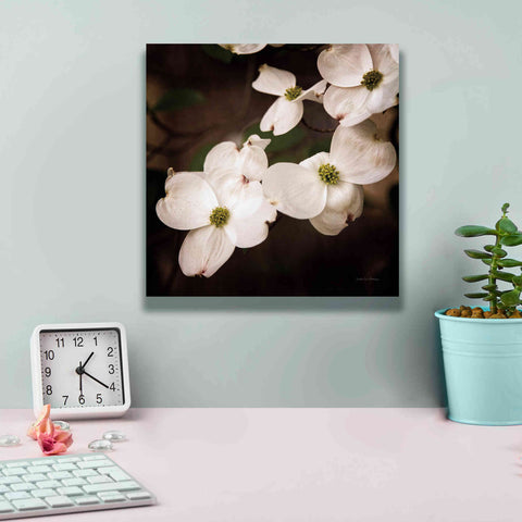 Image of 'White Dogwood III' by Debra Van Swearingen, Canvas Wall Art,12 x 12