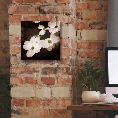 Image of 'White Dogwood III' by Debra Van Swearingen, Canvas Wall Art,12 x 12