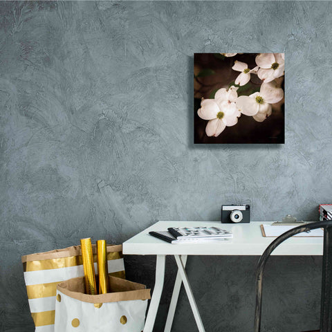 Image of 'White Dogwood III' by Debra Van Swearingen, Canvas Wall Art,12 x 12