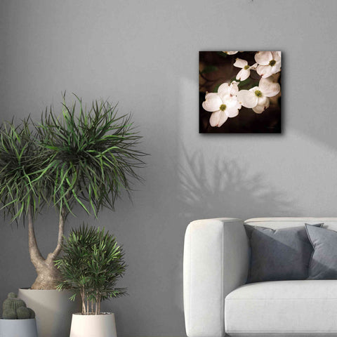 Image of 'White Dogwood III' by Debra Van Swearingen, Canvas Wall Art,18 x 18
