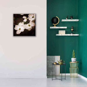 'White Dogwood III' by Debra Van Swearingen, Canvas Wall Art,26 x 26