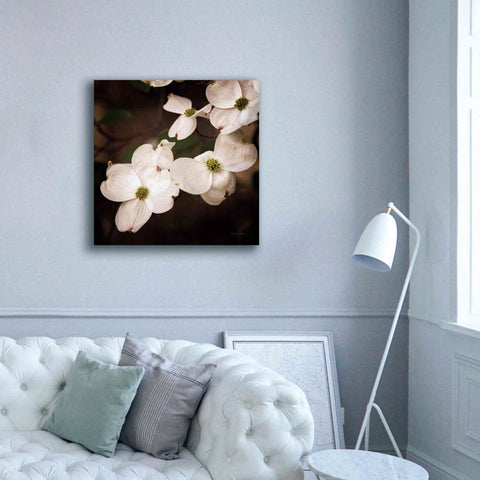 Image of 'White Dogwood III' by Debra Van Swearingen, Canvas Wall Art,37 x 37