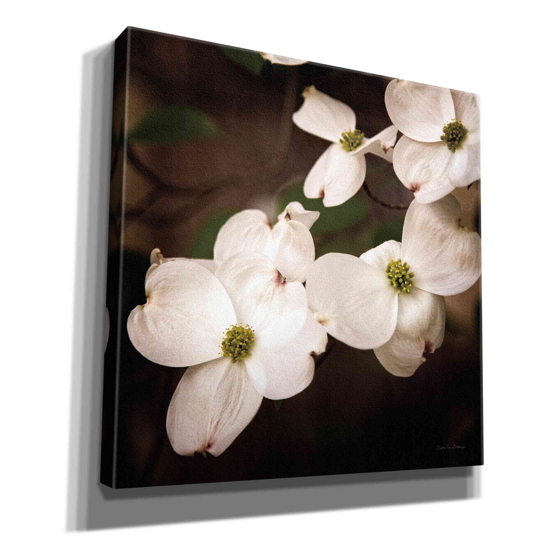 'White Dogwood III' by Debra Van Swearingen, Canvas Wall Art,12x12x1.1x0,18x18x1.1x0,26x26x1.74x0,37x37x1.74x0