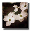 'White Dogwood III' by Debra Van Swearingen, Canvas Wall Art,12x12x1.1x0,18x18x1.1x0,26x26x1.74x0,37x37x1.74x0