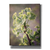 'Sprouting Ginkgo I' by Debra Van Swearingen, Canvas Wall Art,12x16x1.1x0,20x24x1.1x0,26x30x1.74x0,40x54x1.74x0
