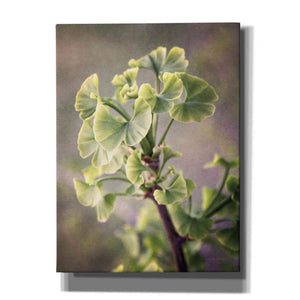 'Sprouting Ginkgo I' by Debra Van Swearingen, Canvas Wall Art,12x16x1.1x0,20x24x1.1x0,26x30x1.74x0,40x54x1.74x0