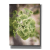 'Sprouting Ginkgo II' by Debra Van Swearingen, Canvas Wall Art,12x16x1.1x0,20x24x1.1x0,26x30x1.74x0,40x54x1.74x0