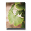 'Sprouting Ginkgo III' by Debra Van Swearingen, Canvas Wall Art,12x16x1.1x0,20x24x1.1x0,26x30x1.74x0,40x54x1.74x0
