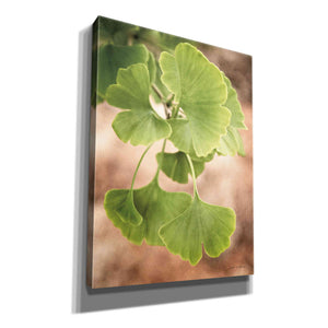 'Sprouting Ginkgo IV' by Debra Van Swearingen, Canvas Wall Art,12x16x1.1x0,20x24x1.1x0,26x30x1.74x0,40x54x1.74x0