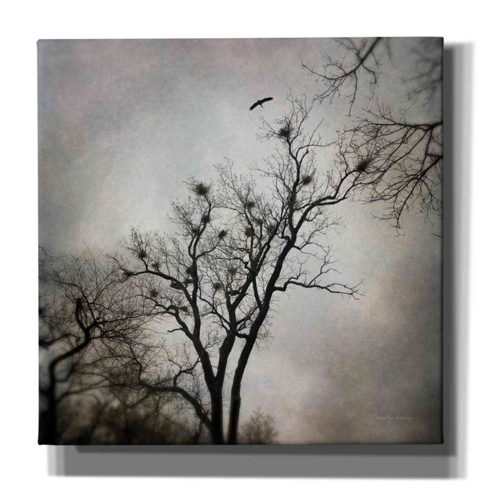 'The Heron Rookery' by Debra Van Swearingen, Canvas Wall Art,12x12x1.1x0,18x18x1.1x0,26x26x1.74x0,37x37x1.74x0
