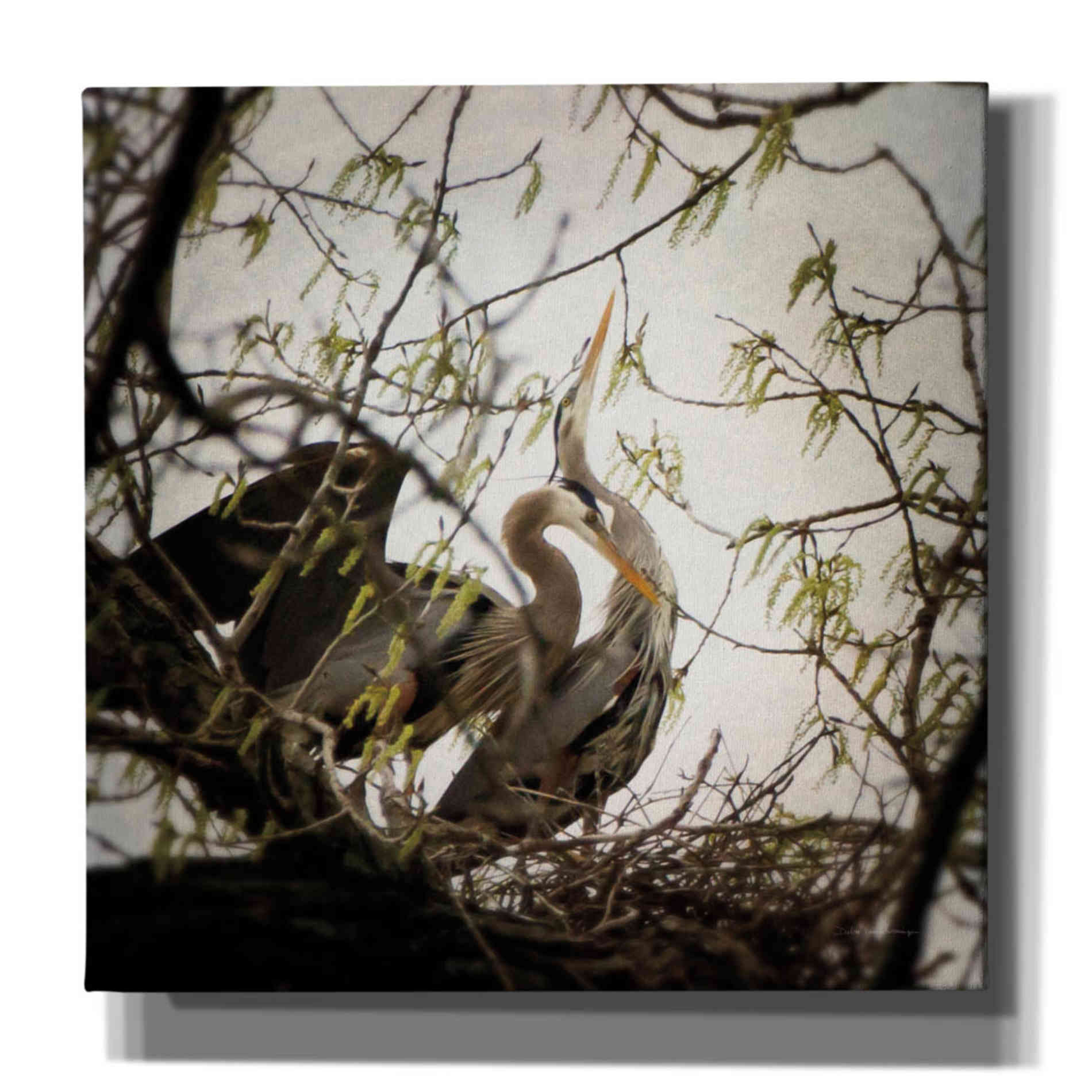 'Connection' by Debra Van Swearingen, Canvas Wall Art,12x12x1.1x0,18x18x1.1x0,26x26x1.74x0,37x37x1.74x0