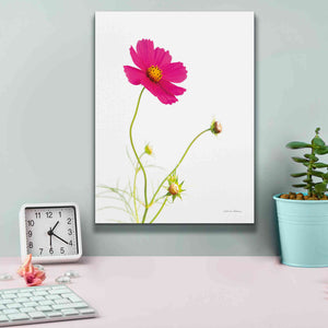 'Magenta Cosmos I' by Debra Van Swearingen, Canvas Wall Art,12 x 16