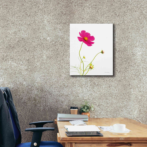 Image of 'Magenta Cosmos I' by Debra Van Swearingen, Canvas Wall Art,20 x 24