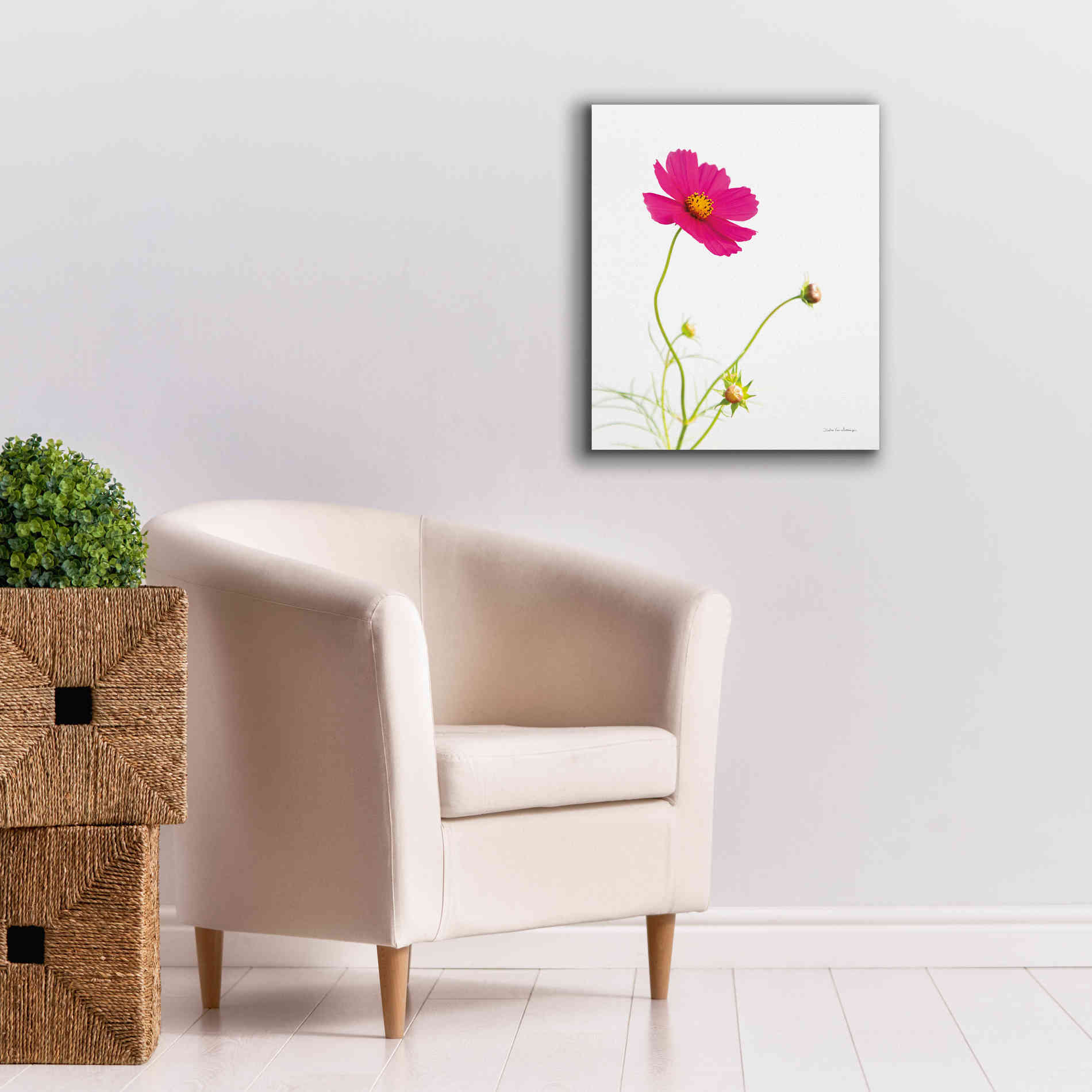 'Magenta Cosmos I' by Debra Van Swearingen, Canvas Wall Art,20 x 24