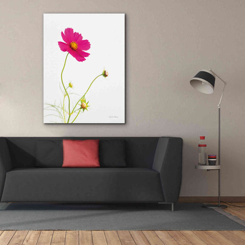 Image of 'Magenta Cosmos I' by Debra Van Swearingen, Canvas Wall Art,40 x 54