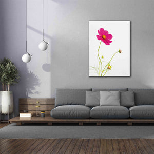 'Magenta Cosmos I' by Debra Van Swearingen, Canvas Wall Art,40 x 54