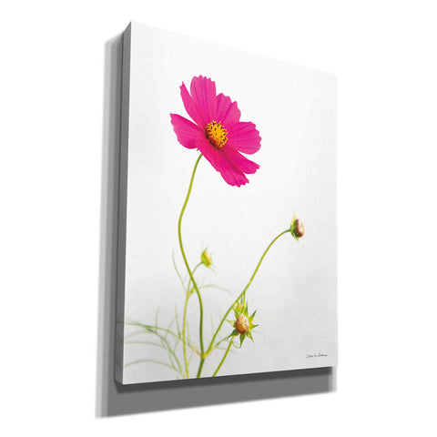 Image of 'Magenta Cosmos I' by Debra Van Swearingen, Canvas Wall Art,12x16x1.1x0,20x24x1.1x0,26x30x1.74x0,40x54x1.74x0