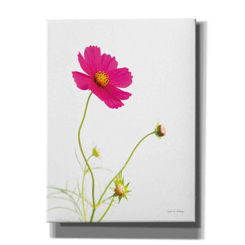 Image of 'Magenta Cosmos I' by Debra Van Swearingen, Canvas Wall Art,12x16x1.1x0,20x24x1.1x0,26x30x1.74x0,40x54x1.74x0