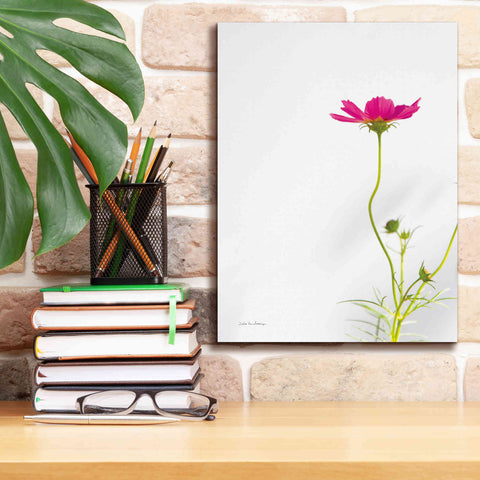 Image of 'Magenta Cosmos II' by Debra Van Swearingen, Canvas Wall Art,12 x 16