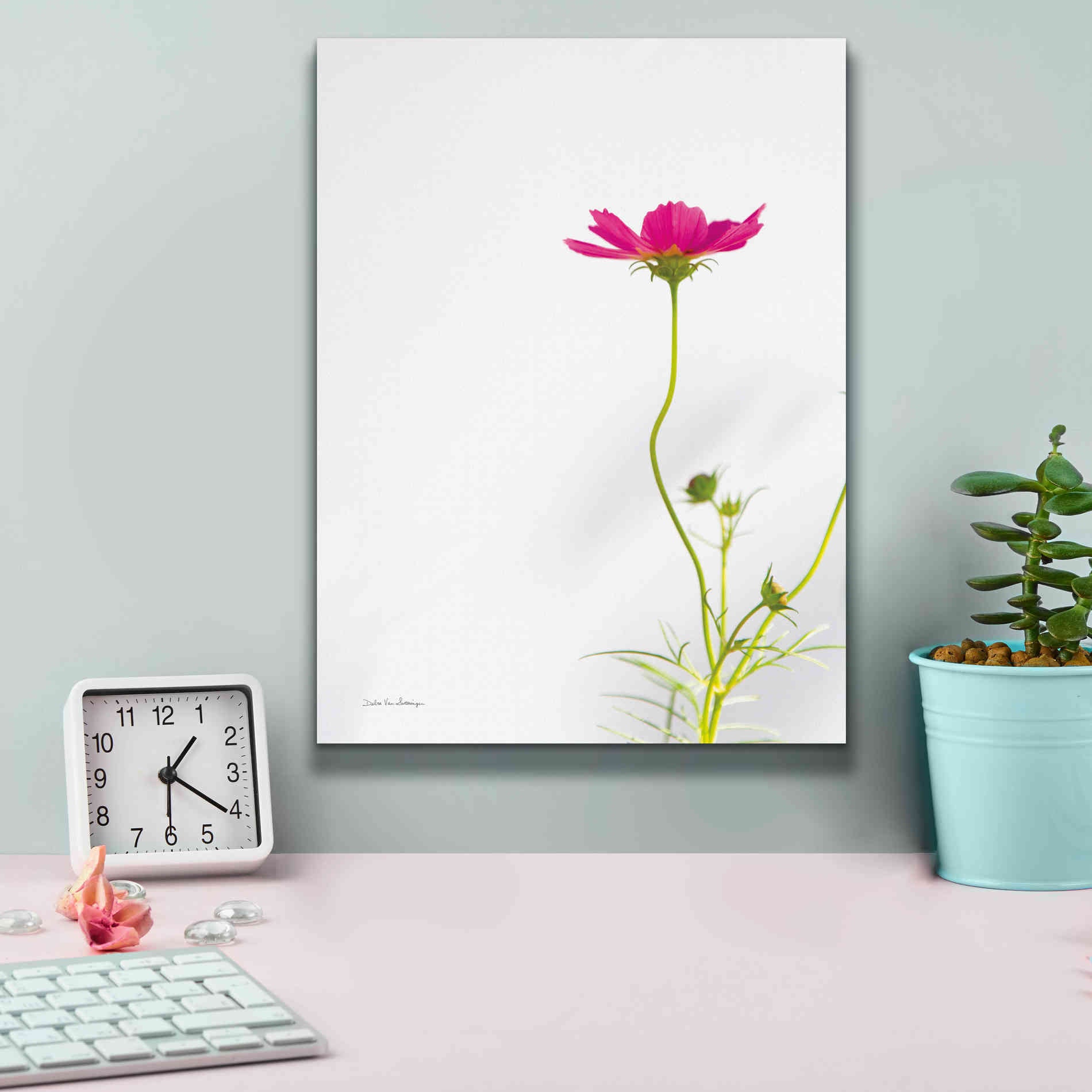 'Magenta Cosmos II' by Debra Van Swearingen, Canvas Wall Art,12 x 16