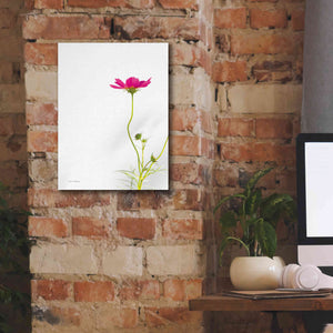 'Magenta Cosmos II' by Debra Van Swearingen, Canvas Wall Art,12 x 16