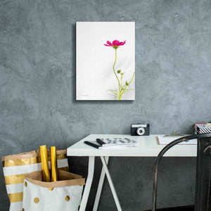 'Magenta Cosmos II' by Debra Van Swearingen, Canvas Wall Art,12 x 16