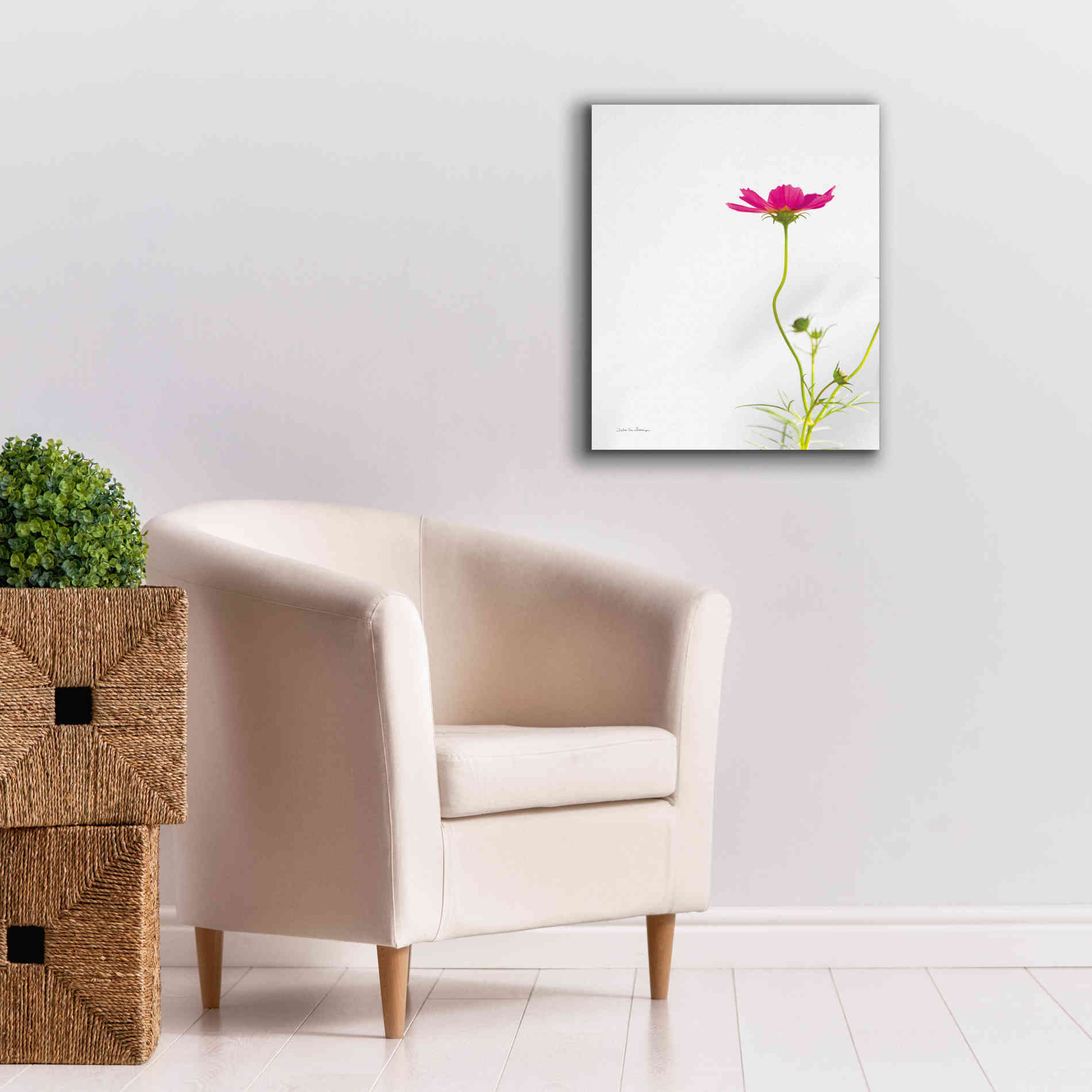 'Magenta Cosmos II' by Debra Van Swearingen, Canvas Wall Art,20 x 24