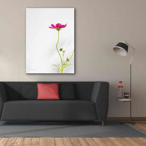 'Magenta Cosmos II' by Debra Van Swearingen, Canvas Wall Art,40 x 54