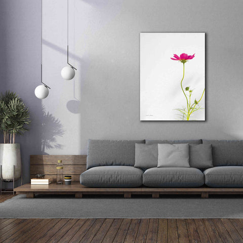 Image of 'Magenta Cosmos II' by Debra Van Swearingen, Canvas Wall Art,40 x 54