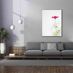'Magenta Cosmos II' by Debra Van Swearingen, Canvas Wall Art,40 x 54