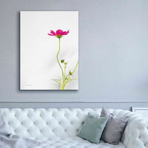 'Magenta Cosmos II' by Debra Van Swearingen, Canvas Wall Art,40 x 54