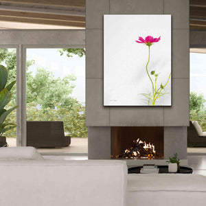 'Magenta Cosmos II' by Debra Van Swearingen, Canvas Wall Art,40 x 54