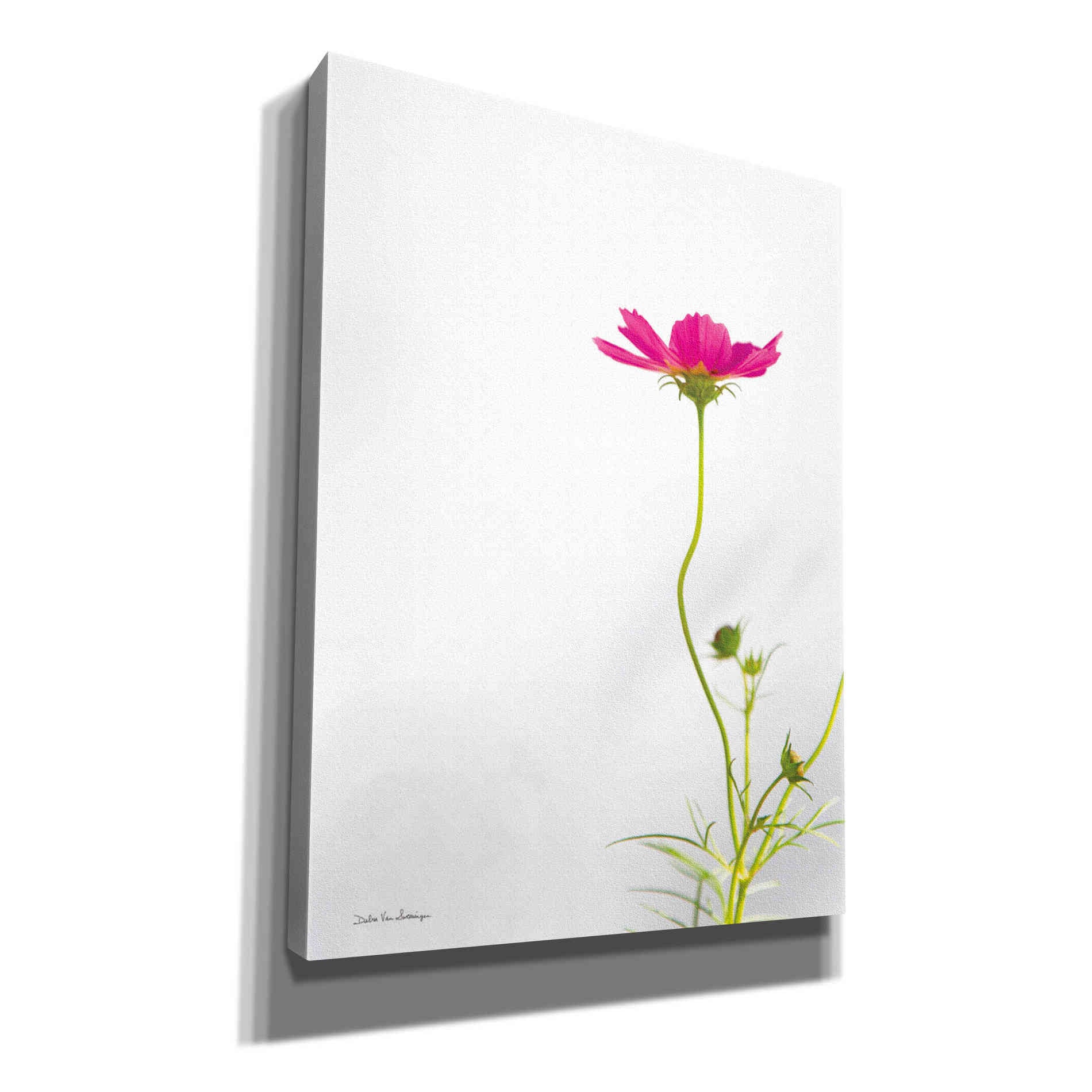 'Magenta Cosmos II' by Debra Van Swearingen, Canvas Wall Art,12x16x1.1x0,20x24x1.1x0,26x30x1.74x0,40x54x1.74x0