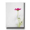 'Magenta Cosmos II' by Debra Van Swearingen, Canvas Wall Art,12x16x1.1x0,20x24x1.1x0,26x30x1.74x0,40x54x1.74x0