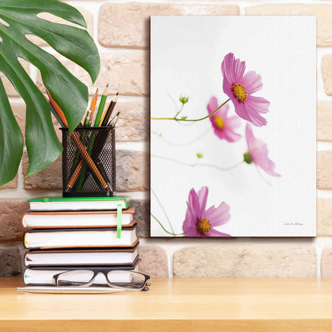 Image of 'Pale Cosmos I' by Debra Van Swearingen, Canvas Wall Art,12 x 16