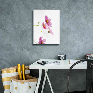 'Pale Cosmos I' by Debra Van Swearingen, Canvas Wall Art,12 x 16