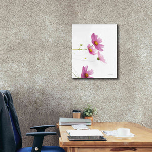 'Pale Cosmos I' by Debra Van Swearingen, Canvas Wall Art,20 x 24