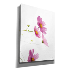 'Pale Cosmos I' by Debra Van Swearingen, Canvas Wall Art,12x16x1.1x0,20x24x1.1x0,26x30x1.74x0,40x54x1.74x0
