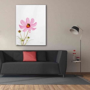 'Pale Cosmos II' by Debra Van Swearingen, Canvas Wall Art,40 x 54