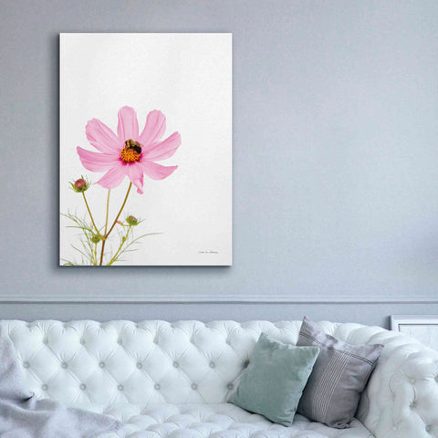 Image of 'Pale Cosmos II' by Debra Van Swearingen, Canvas Wall Art,40 x 54