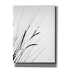 'Field Grasses I White' by Debra Van Swearingen, Canvas Wall Art,12x16x1.1x0,18x26x1.1x0,26x34x1.74x0,40x54x1.74x0