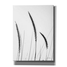 'Field Grasses IV White' by Debra Van Swearingen, Canvas Wall Art,12x16x1.1x0,18x26x1.1x0,26x34x1.74x0,40x54x1.74x0