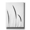 'Field Grasses IV White' by Debra Van Swearingen, Canvas Wall Art,12x16x1.1x0,18x26x1.1x0,26x34x1.74x0,40x54x1.74x0