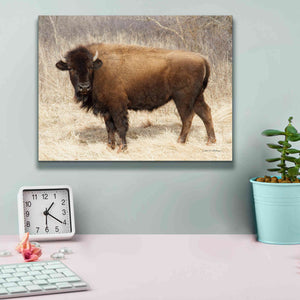 'American Bison I' by Debra Van Swearingen, Canvas Wall Art,16 x 12
