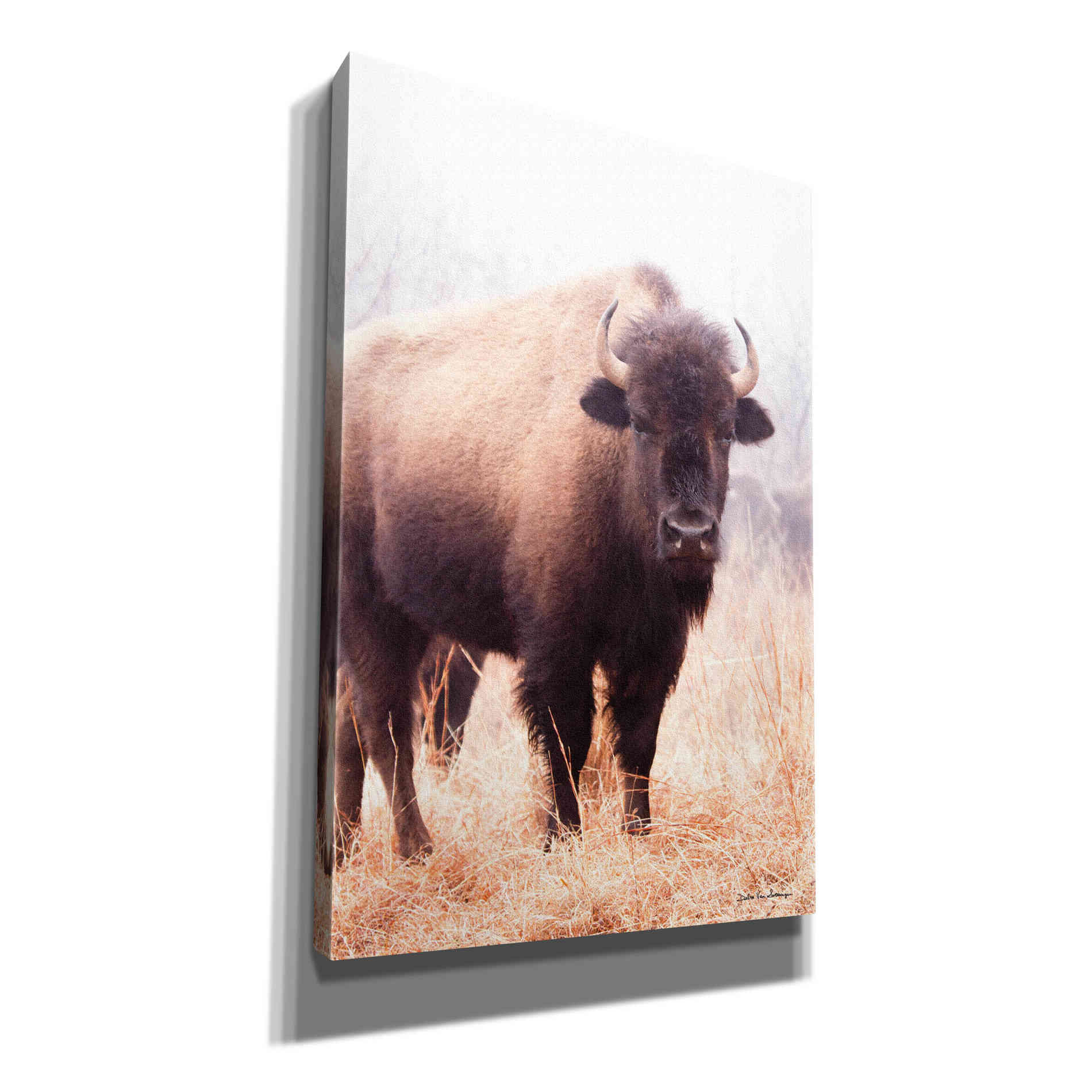 'American Bison V' by Debra Van Swearingen, Canvas Wall Art,12x18x1.1x0,18x26x1.1x0,26x40x1.74x0,40x60x1.74x0
