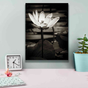 'Lotus Flower VIII' by Debra Van Swearingen, Canvas Wall Art,12 x 16