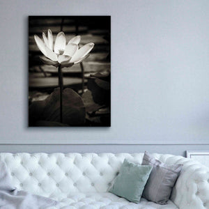 'Lotus Flower VIII' by Debra Van Swearingen, Canvas Wall Art,40 x 54