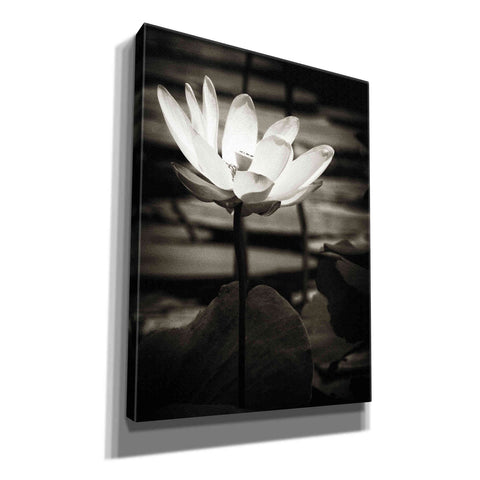 Image of 'Lotus Flower VIII' by Debra Van Swearingen, Canvas Wall Art,12x16x1.1x0,18x26x1.1x0,26x34x1.74x0,40x54x1.74x0
