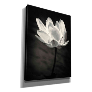 'Lotus Flower X' by Debra Van Swearingen, Canvas Wall Art,12x16x1.1x0,18x26x1.1x0,26x34x1.74x0,40x54x1.74x0