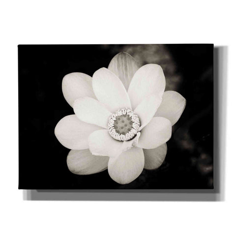 Image of 'Lotus Flower III' by Debra Van Swearingen, Canvas Wall Art,16x12x1.1x0,26x18x1.1x0,34x26x1.74x0,54x40x1.74x0